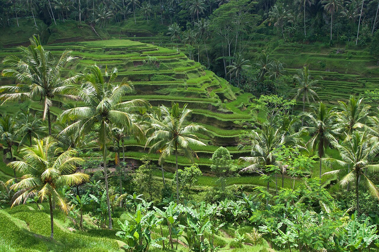 Green rice terraces and coconut palms at Tegallalang near Ubud, Bali